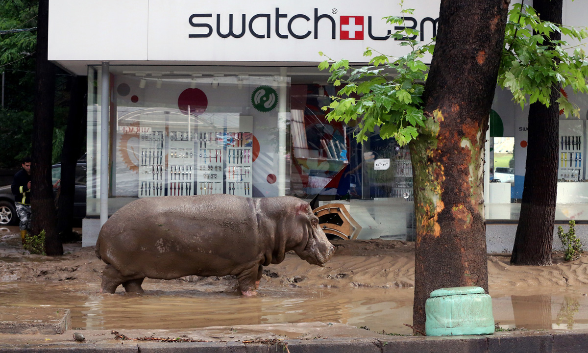 Le bestie di Tbilisi e noi Le bestie di Tbilisi e noi