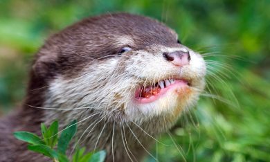 ANIMALI, le foto più belle del mese – Giugno