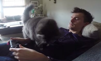 Niente videogame, il gatto vuole le coccole