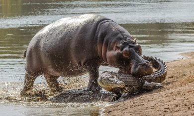 Mamma ippopotamo azzanna il coccodrillo