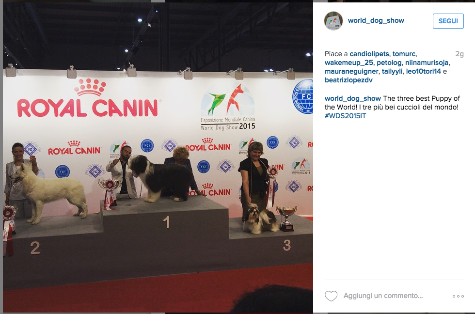 Si chiama Rony il cane più bello del mondo