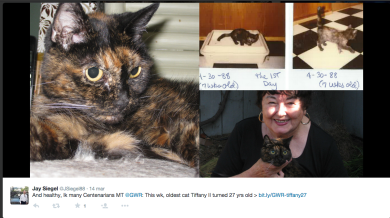 Addio a Tiffany II, la gatta più anziana al mondo