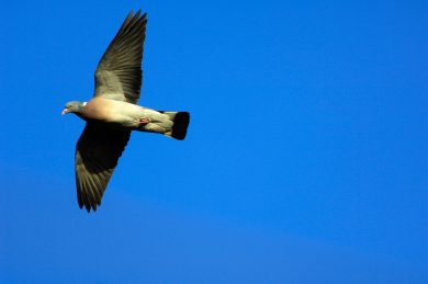 India, piccione arrestato: “E’ una spia pakistana”