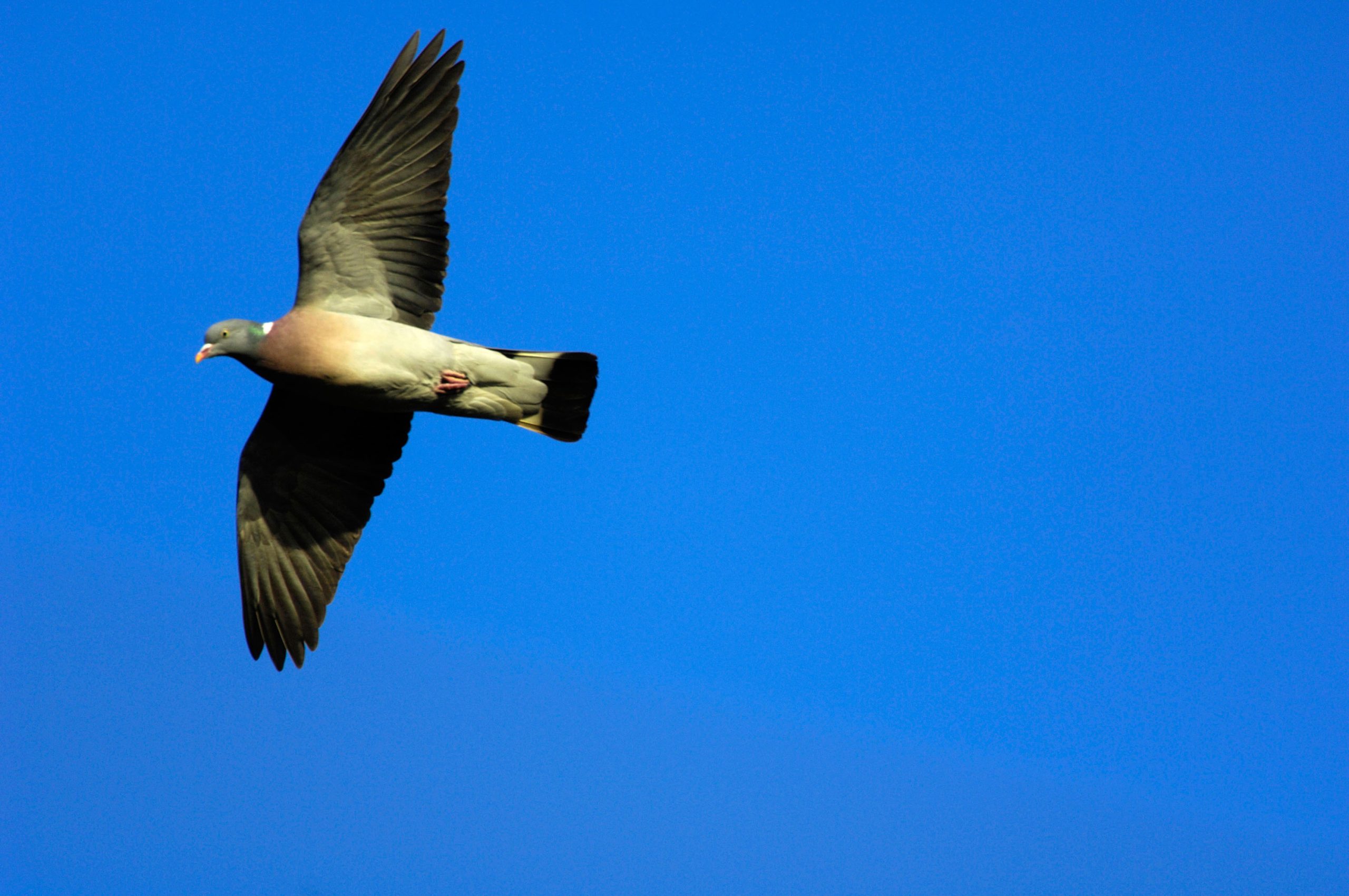 India, piccione arrestato: “E’ una spia pakistana”