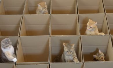 9 gatti, 20 scatole di cartone