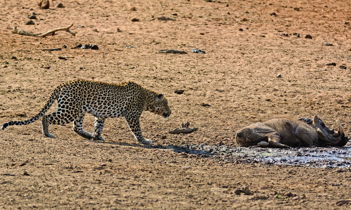 Sudafrica, un leopardo all’attacco di un facocero