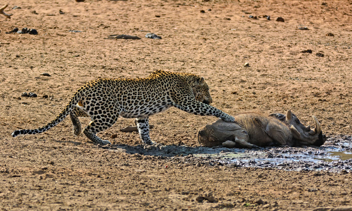 Sudafrica, un leopardo all’attacco di un facocero