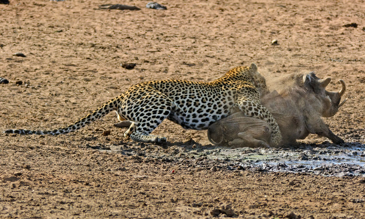 Sudafrica, un leopardo all’attacco di un facocero