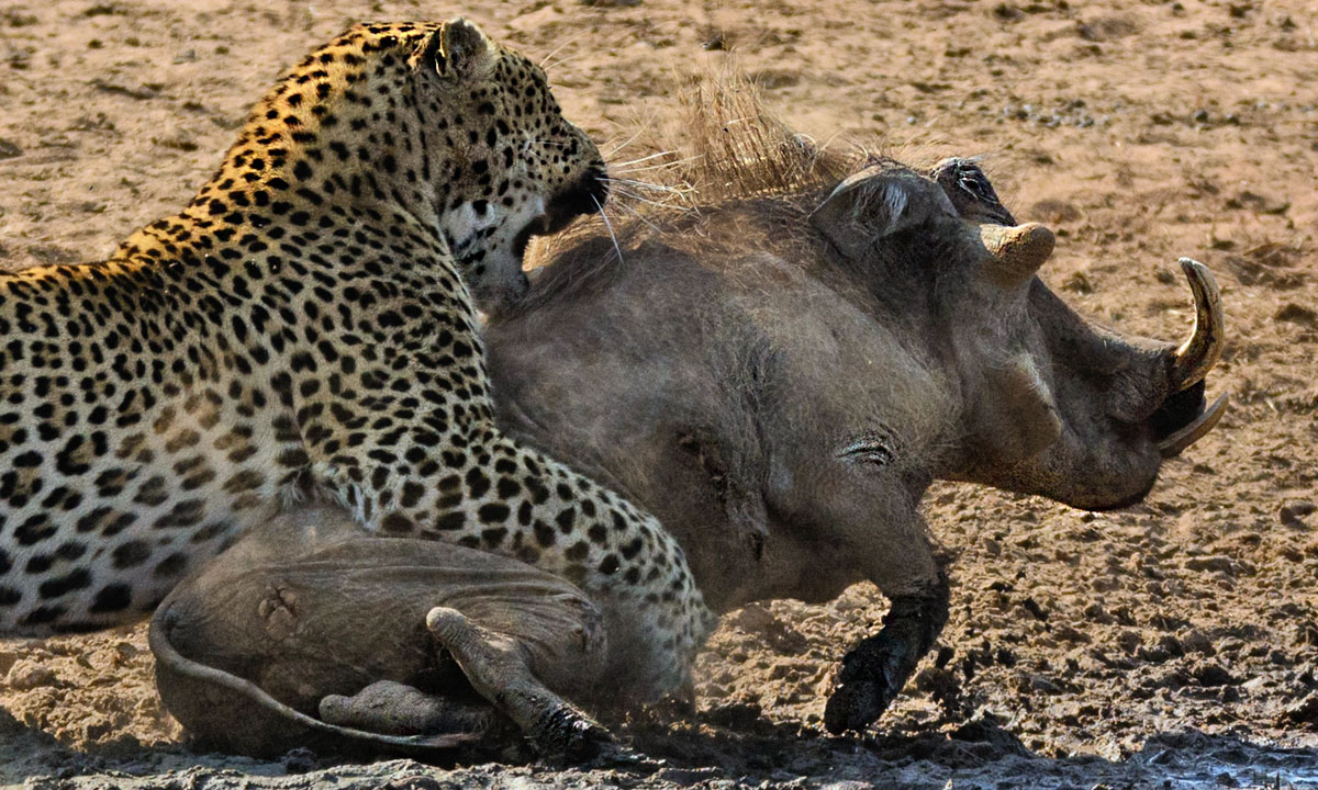 Sudafrica, un leopardo all’attacco di un facocero