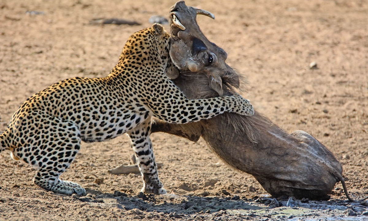Sudafrica, un leopardo all’attacco di un facocero