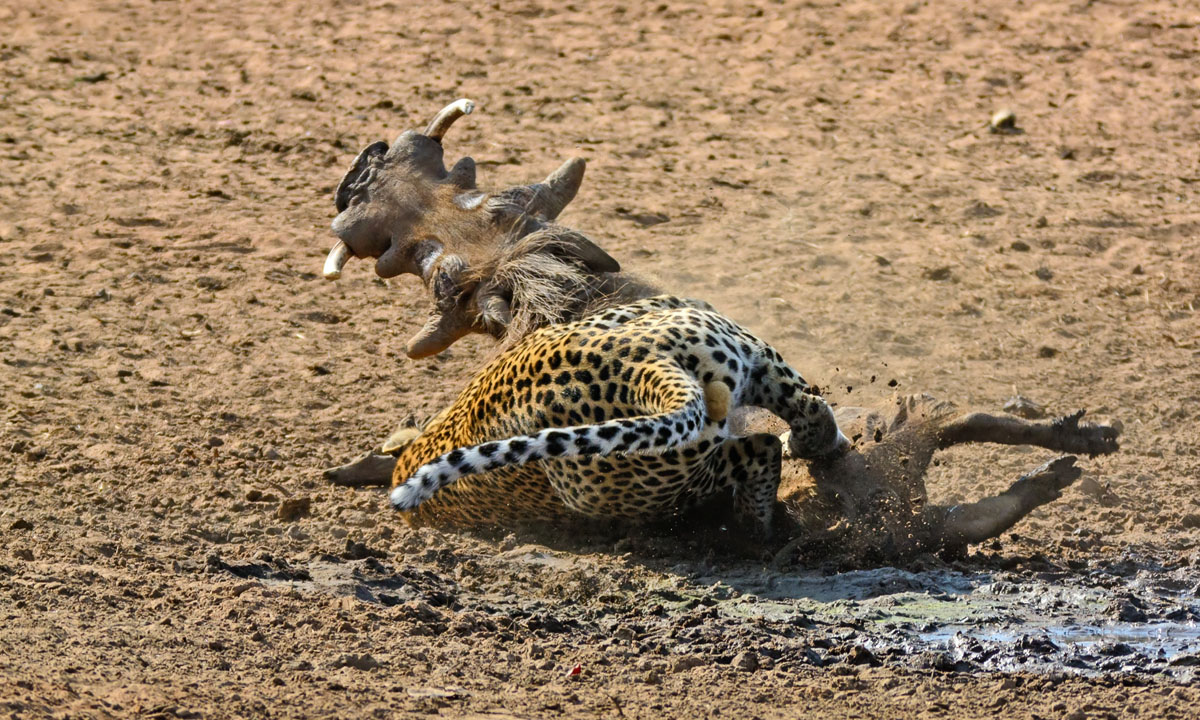 Sudafrica, un leopardo all’attacco di un facocero