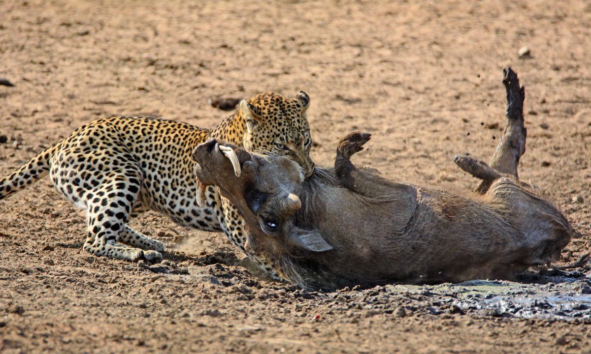 Sudafrica, un leopardo all’attacco di un facocero