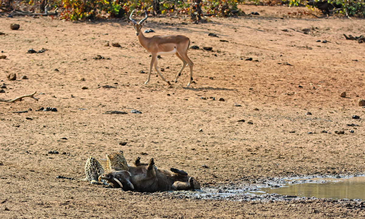Sudafrica, un leopardo all’attacco di un facocero