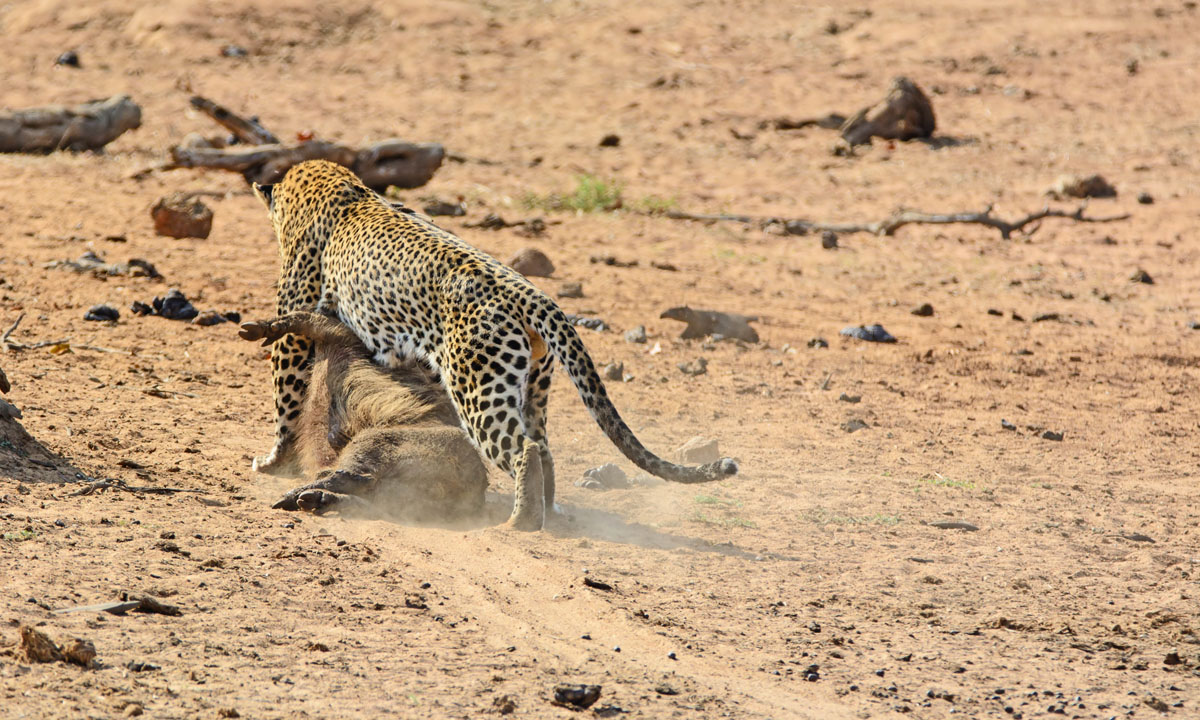 Sudafrica, un leopardo all’attacco di un facocero
