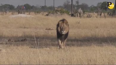 Cecil, il “Re leone” ucciso da un dentista