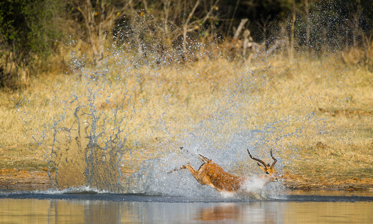 Un impala attaccato da licaoni e ippopotami, ma si salva