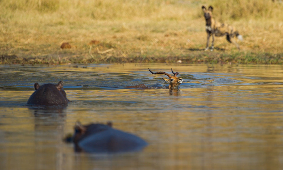 Un impala attaccato da licaoni e ippopotami, ma si salva