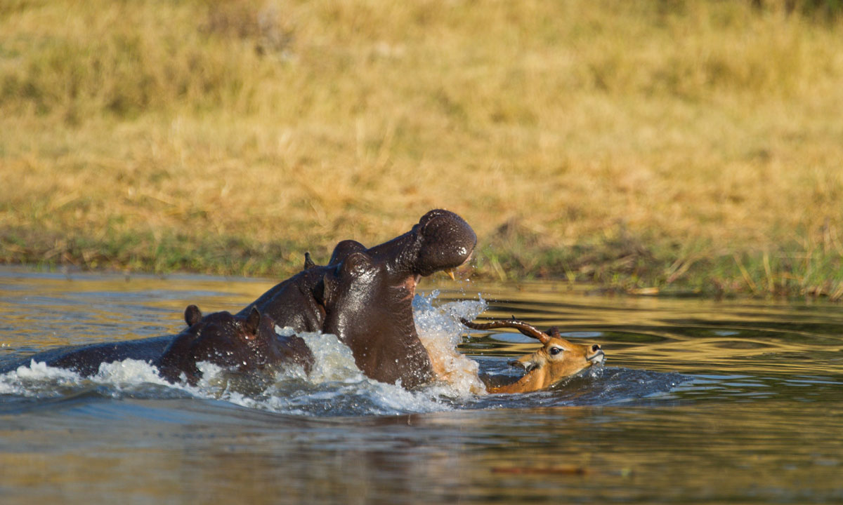 Un impala attaccato da licaoni e ippopotami, ma si salva