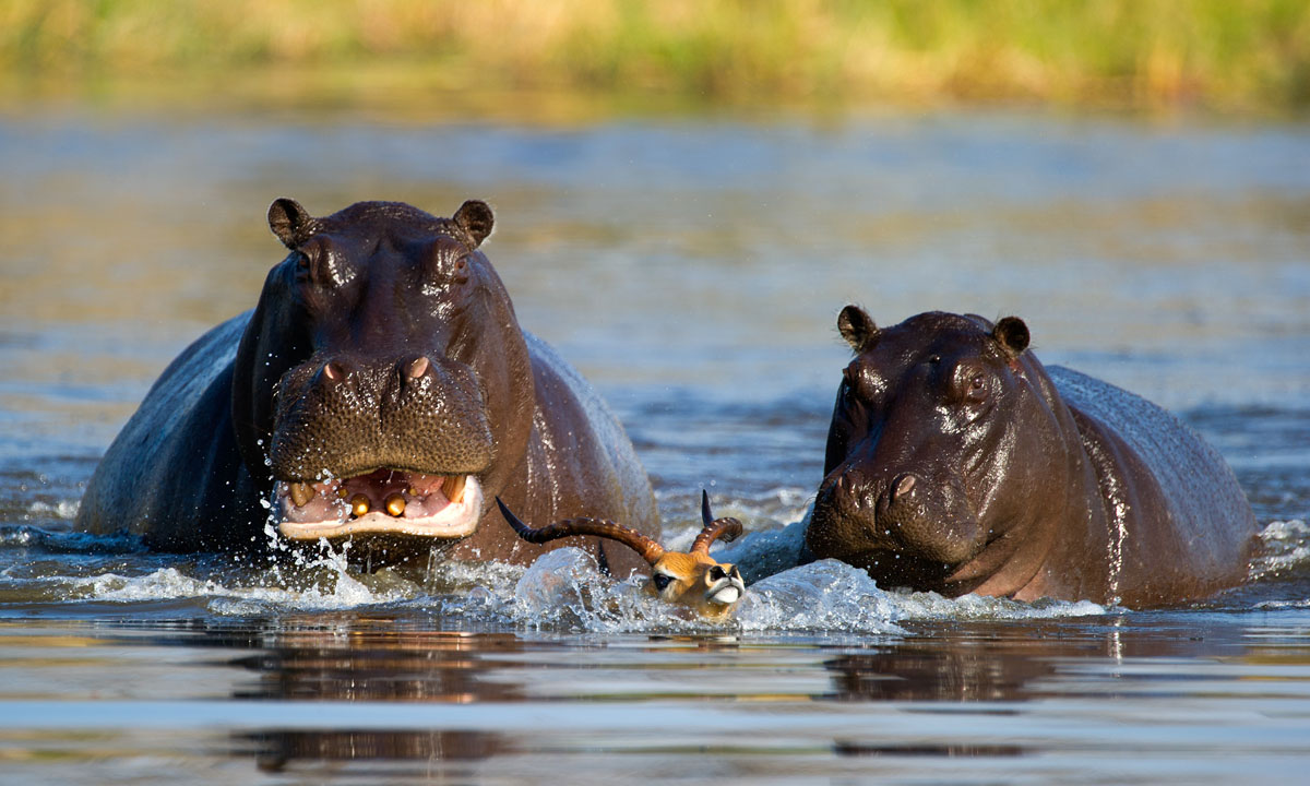Un impala attaccato da licaoni e ippopotami, ma si salva
