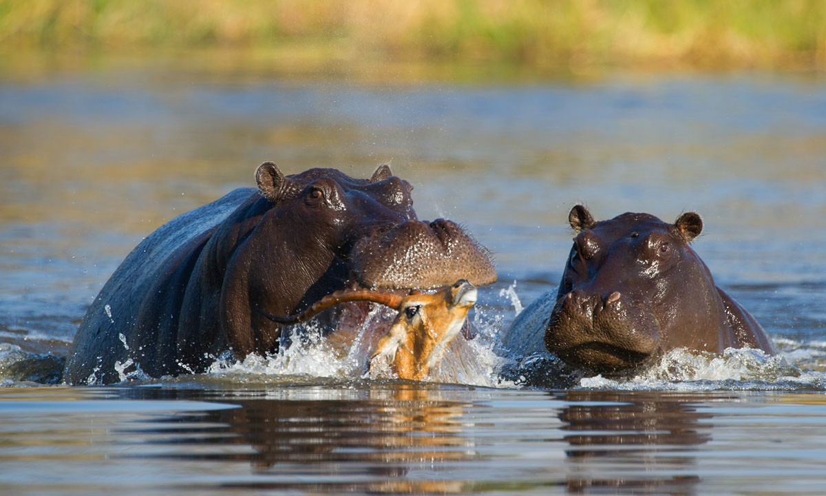 Un impala attaccato da licaoni e ippopotami, ma si salva