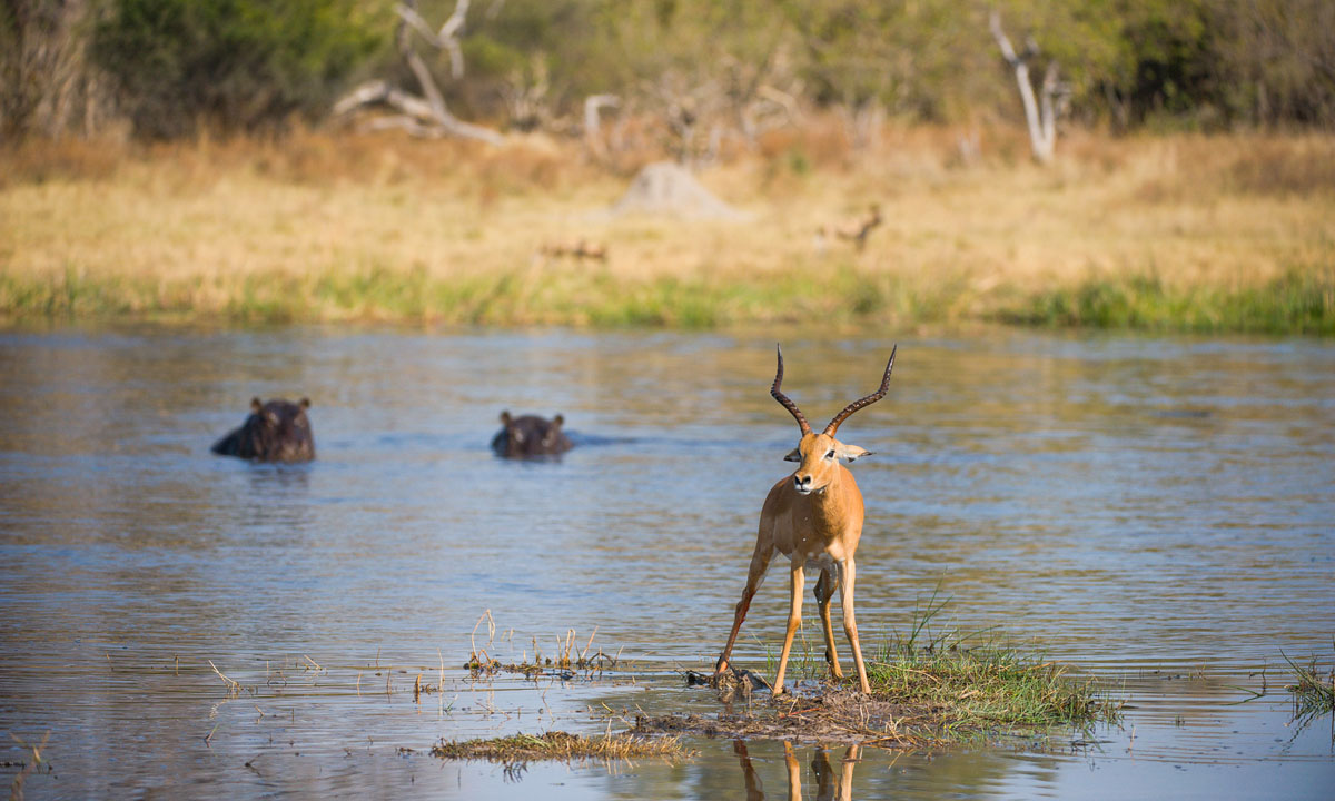 Un impala attaccato da licaoni e ippopotami, ma si salva