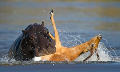 Un impala attaccato da licaoni e ippopotami, ma si salva