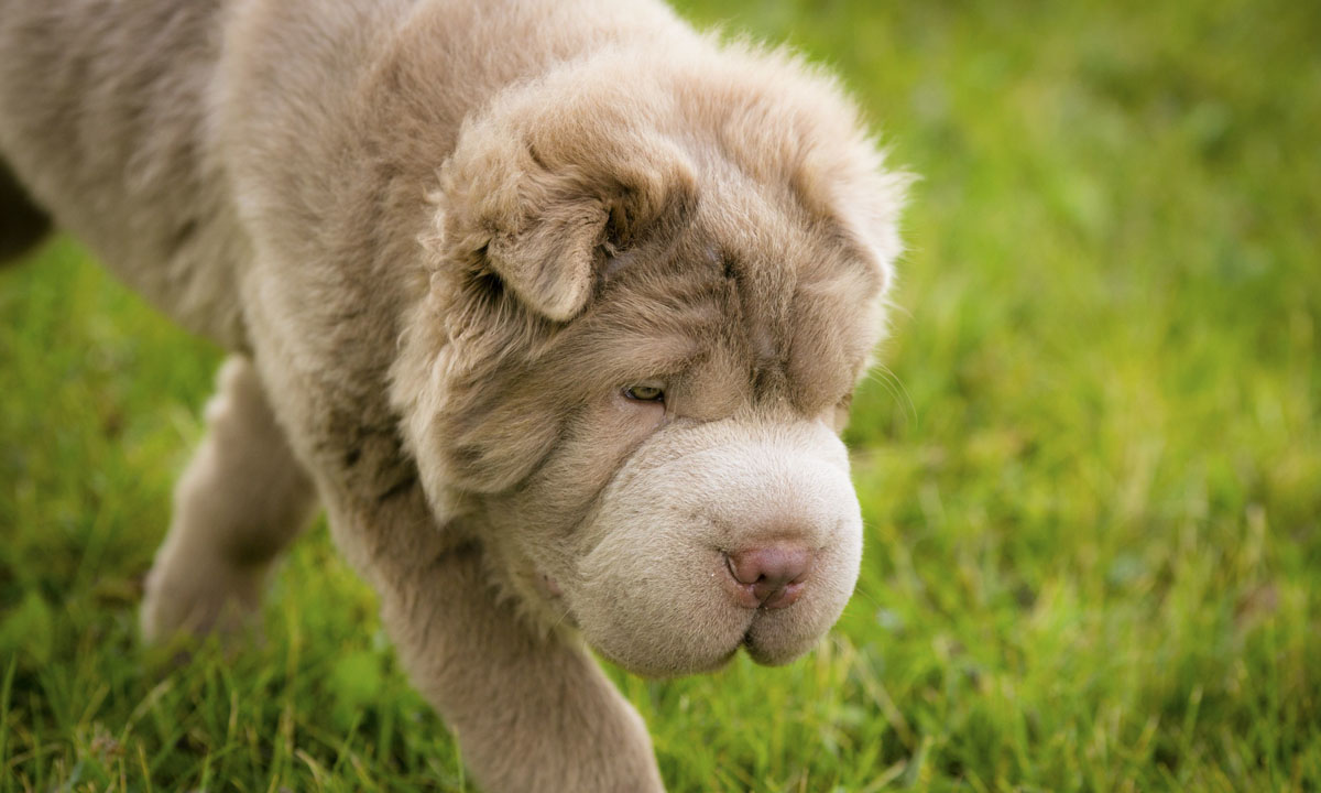Tonkey, lo Shar Pei che sembra un peluche Tonkey, lo Shar Pei che sembra un peluche