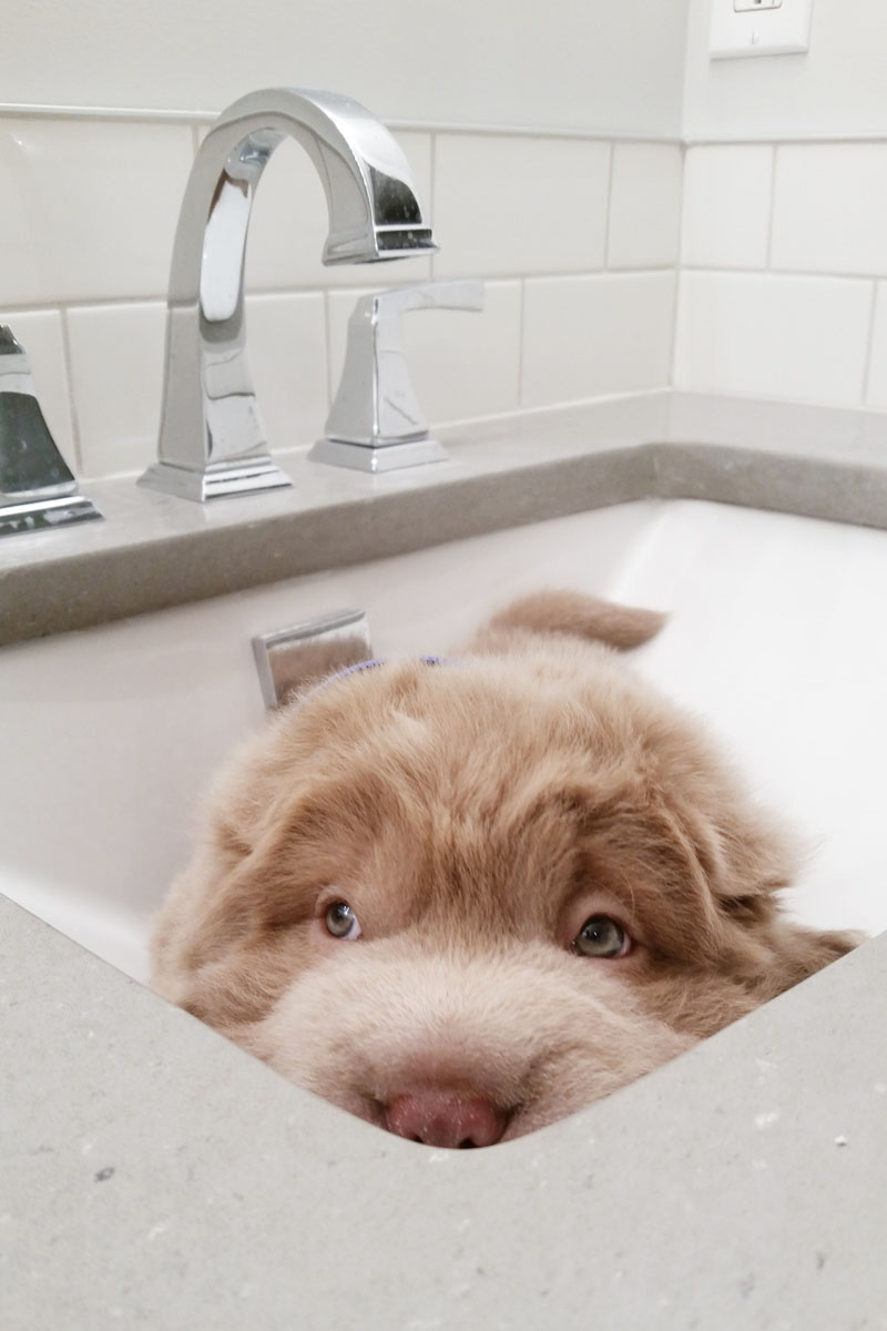 Tonkey, lo Shar Pei che sembra un peluche Tonkey, lo Shar Pei che sembra un peluche