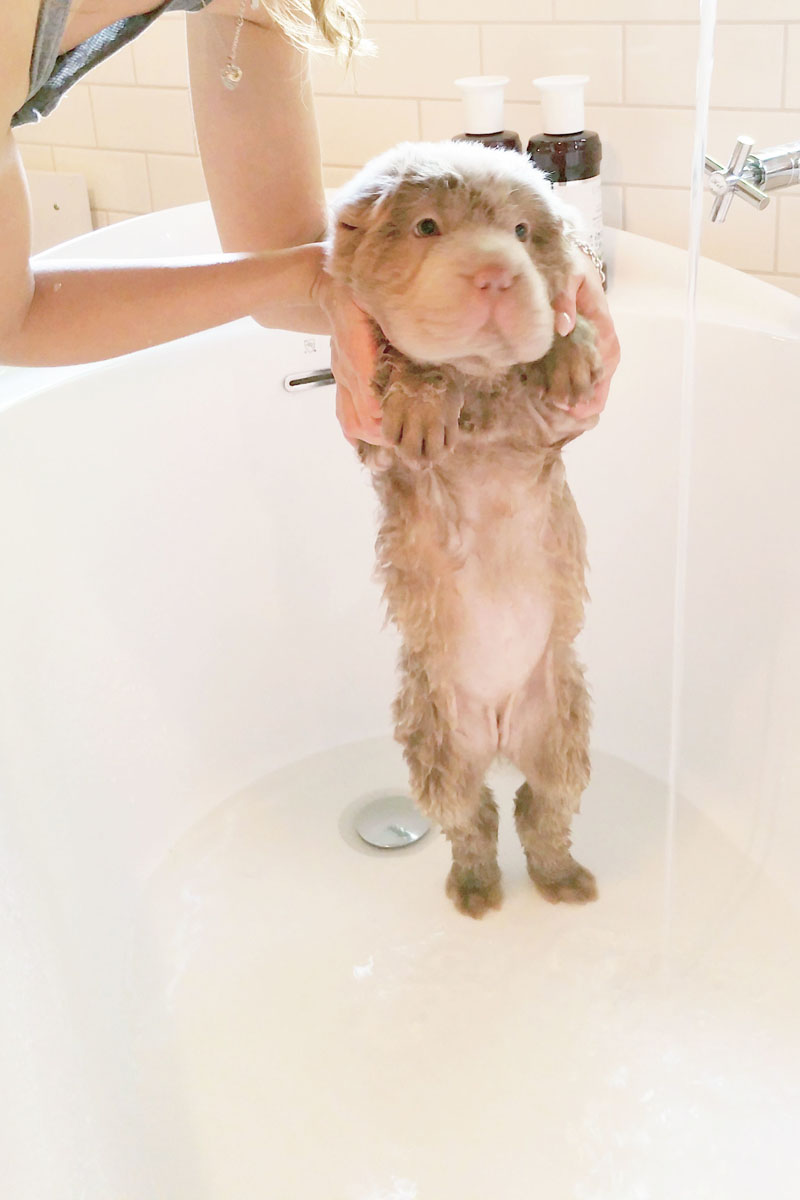 Tonkey, lo Shar Pei che sembra un peluche Tonkey, lo Shar Pei che sembra un peluche