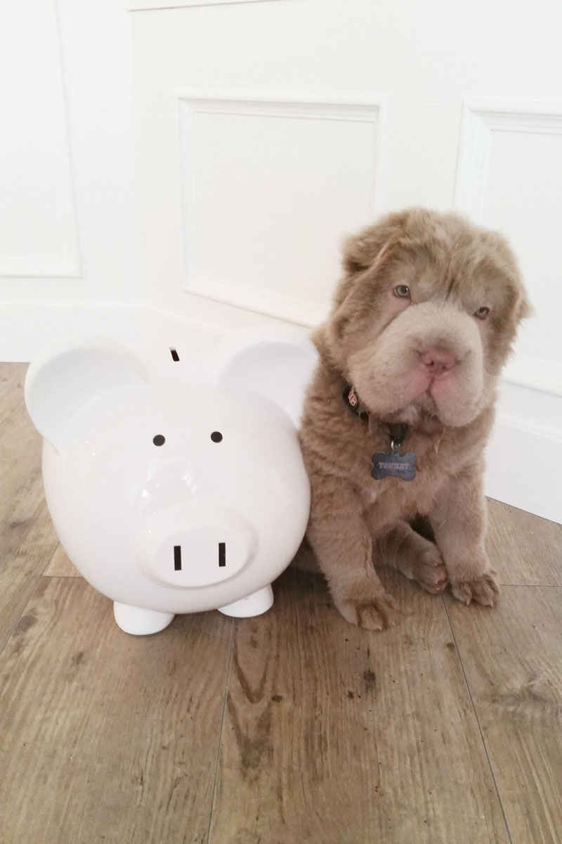 Tonkey, lo Shar Pei che sembra un peluche Tonkey, lo Shar Pei che sembra un peluche
