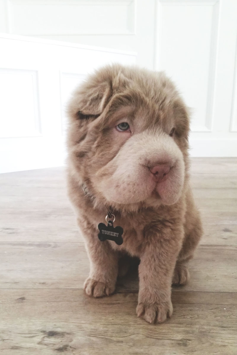 Tonkey, lo Shar Pei che sembra un peluche Tonkey, lo Shar Pei che sembra un peluche