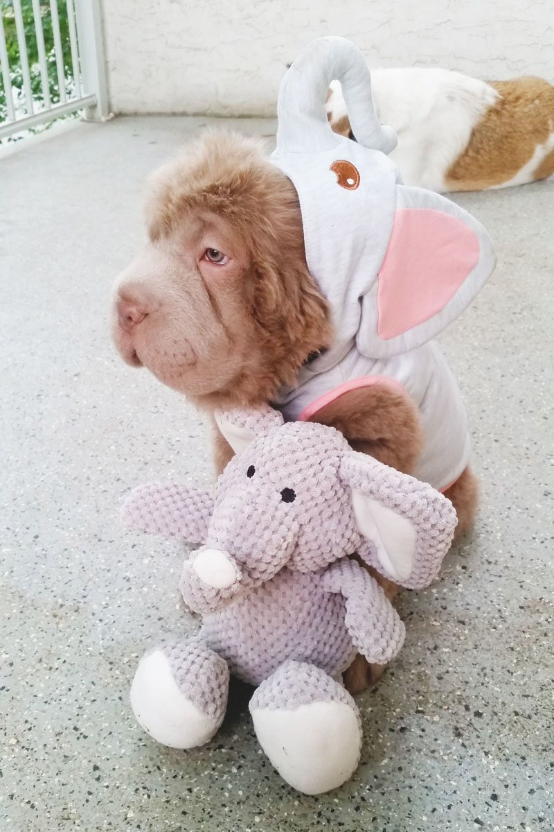 Tonkey, lo Shar Pei che sembra un peluche Tonkey, lo Shar Pei che sembra un peluche