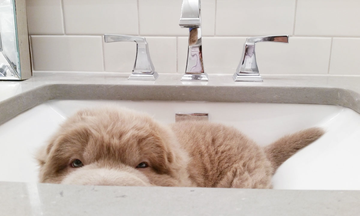 Tonkey, lo Shar Pei che sembra un peluche Tonkey, lo Shar Pei che sembra un peluche