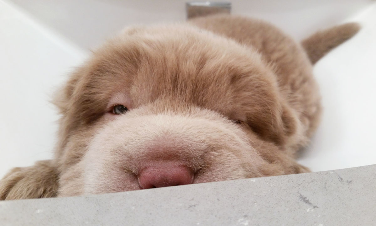 Tonkey, lo Shar Pei che sembra un peluche Tonkey, lo Shar Pei che sembra un peluche