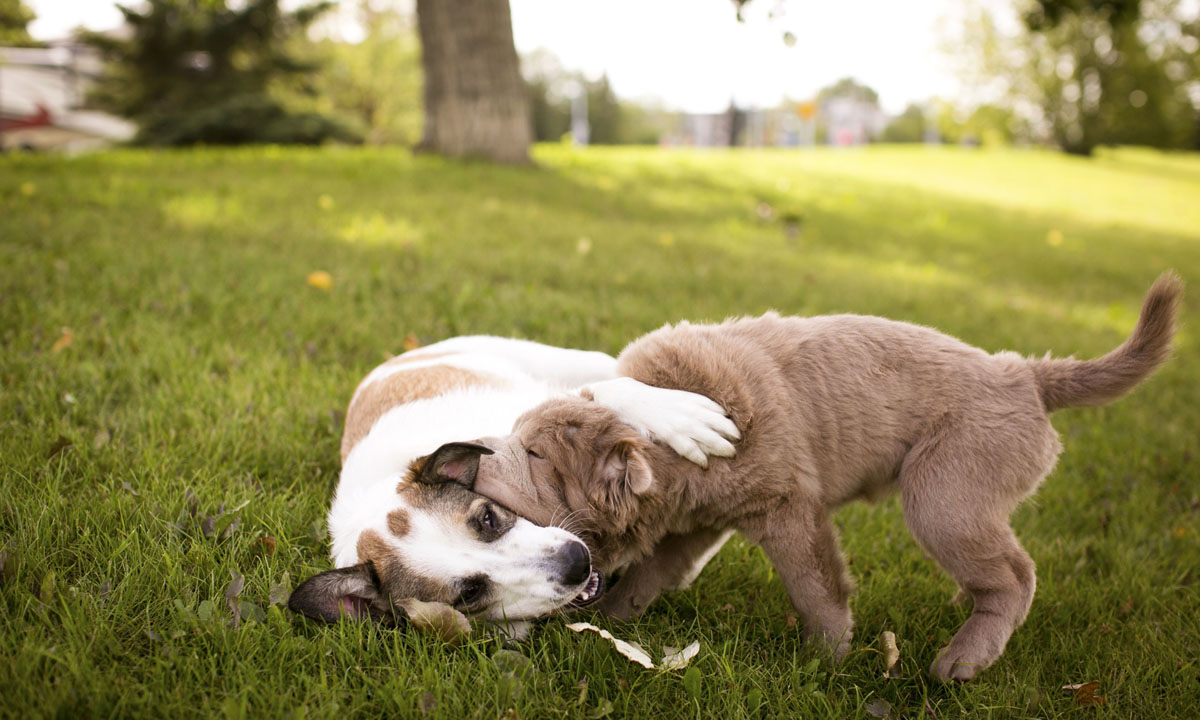 Tonkey, lo Shar Pei che sembra un peluche Tonkey, lo Shar Pei che sembra un peluche