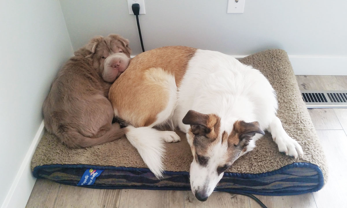 Tonkey, lo Shar Pei che sembra un peluche Tonkey, lo Shar Pei che sembra un peluche