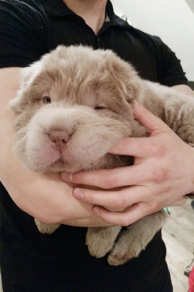Tonkey, lo Shar Pei che sembra un peluche Tonkey, lo Shar Pei che sembra un peluche