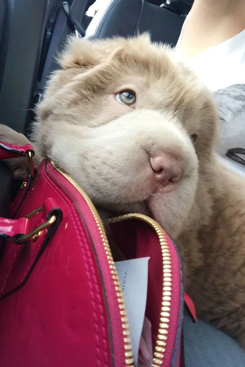 Tonkey, lo Shar Pei che sembra un peluche Tonkey, lo Shar Pei che sembra un peluche