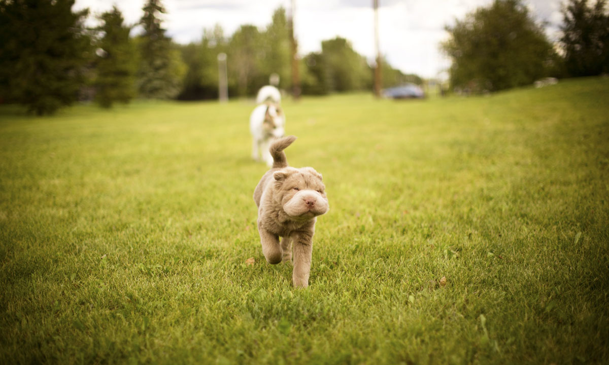 Tonkey, lo Shar Pei che sembra un peluche Tonkey, lo Shar Pei che sembra un peluche