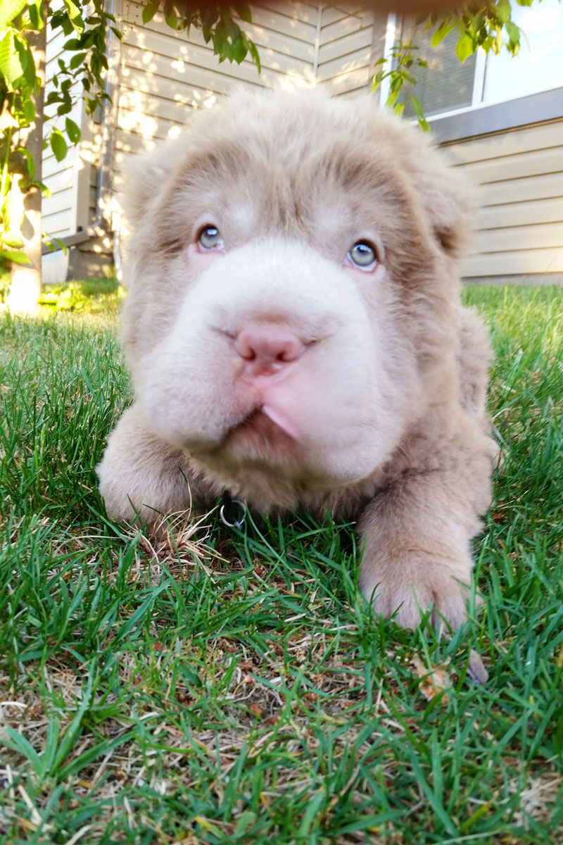 Tonkey, lo Shar Pei che sembra un peluche Tonkey, lo Shar Pei che sembra un peluche