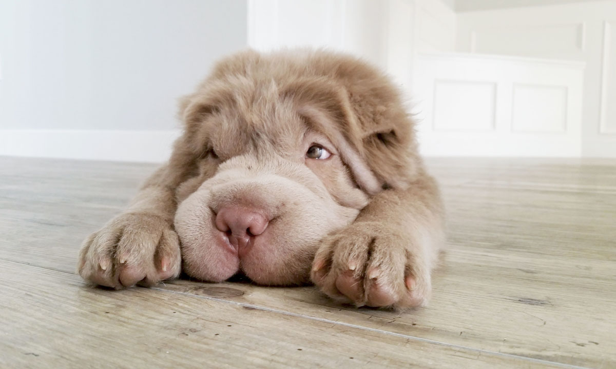 Tonkey, lo Shar Pei che sembra un peluche Tonkey, lo Shar Pei che sembra un peluche