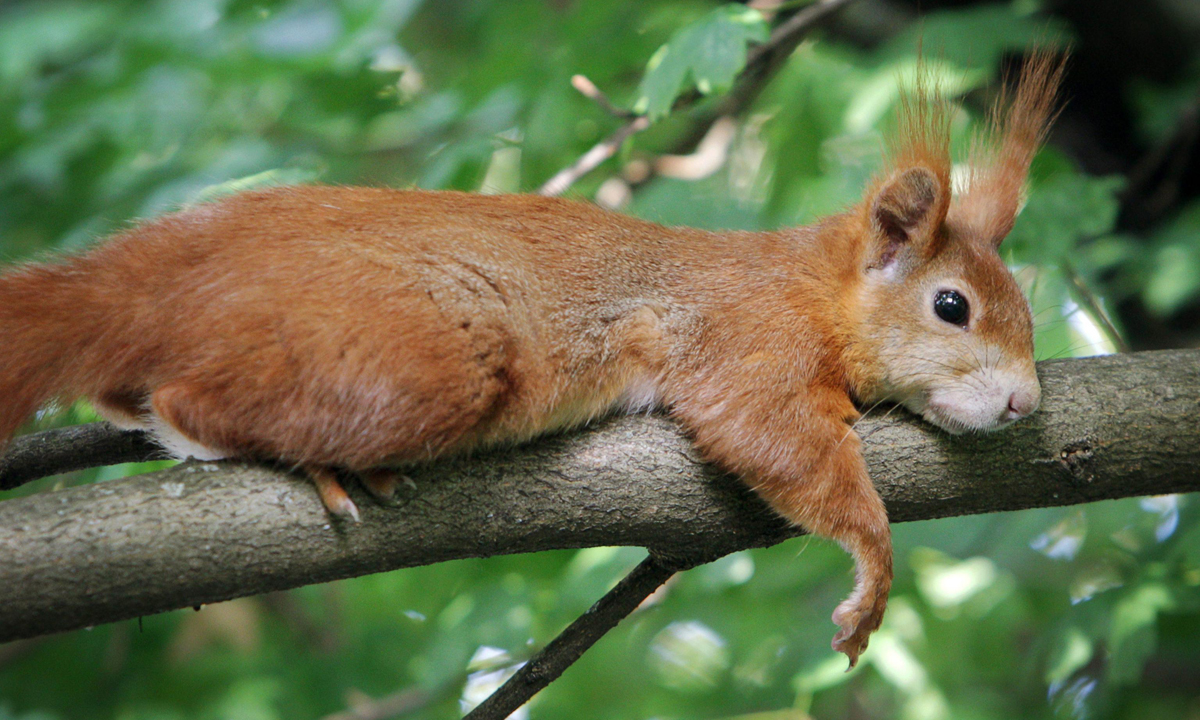 Animali, le foto più belle del mese – Luglio