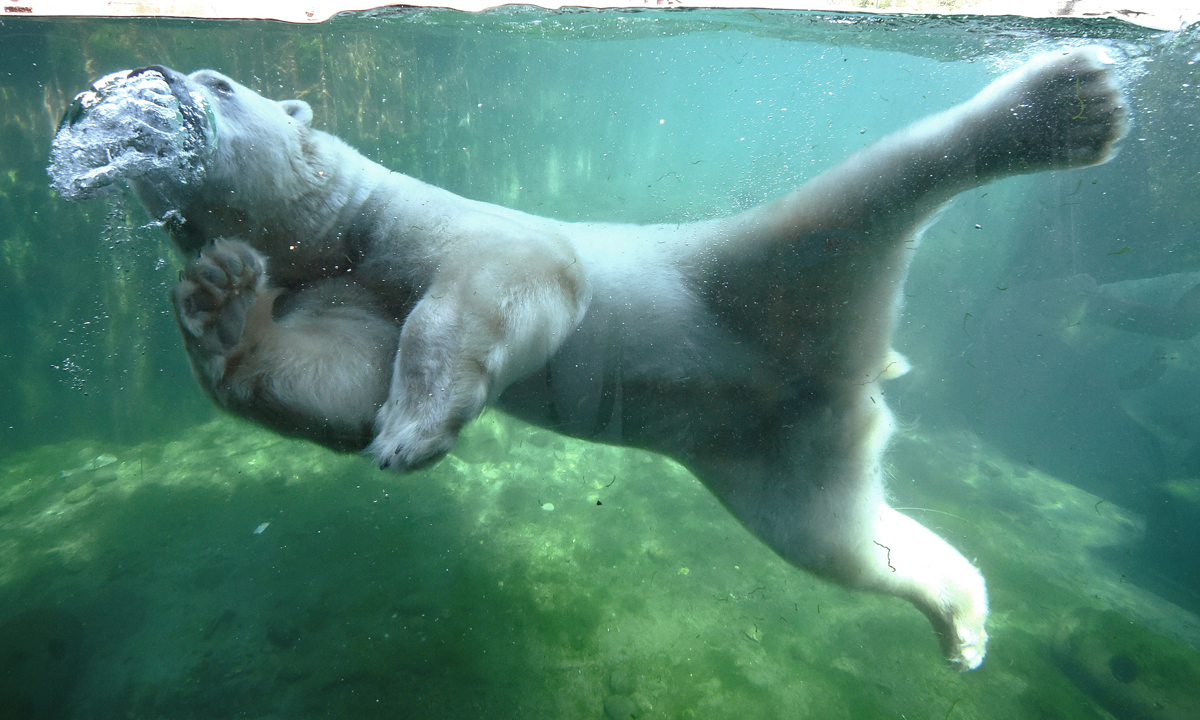 Animali, le foto più belle del mese – Luglio