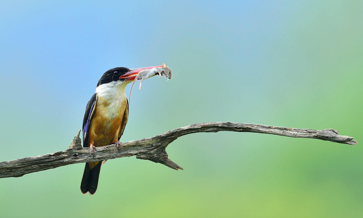 Animali, le foto più belle del mese – Luglio