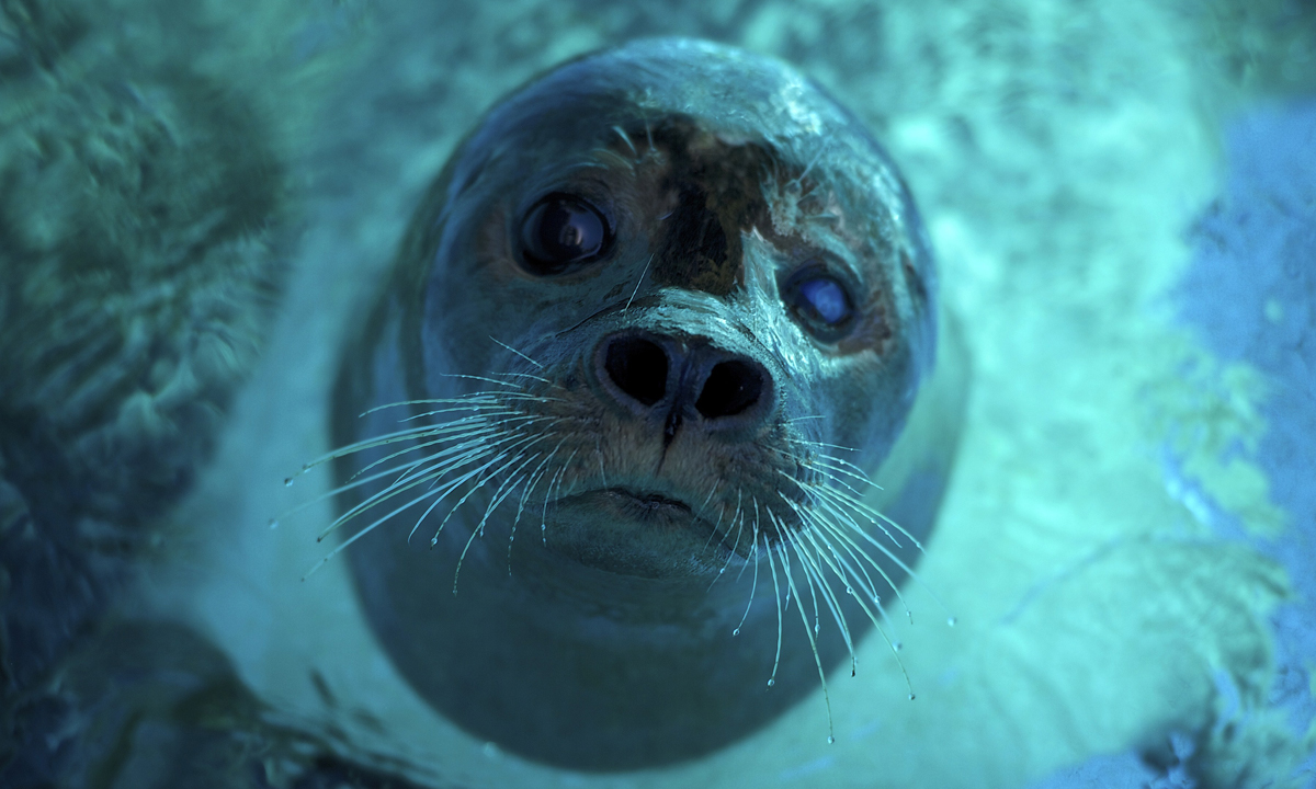 Animali, le foto più belle del mese – Luglio