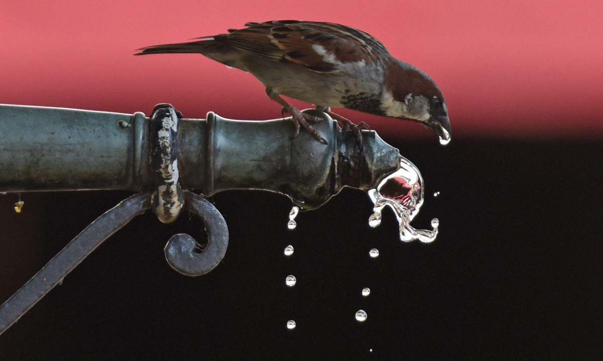 Animali, le foto più belle del mese – Luglio