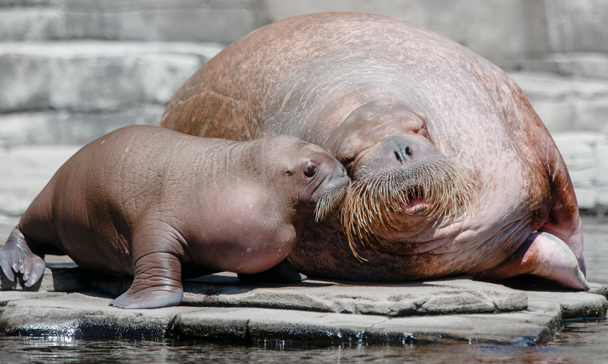 Animali, le foto più belle del mese – Luglio