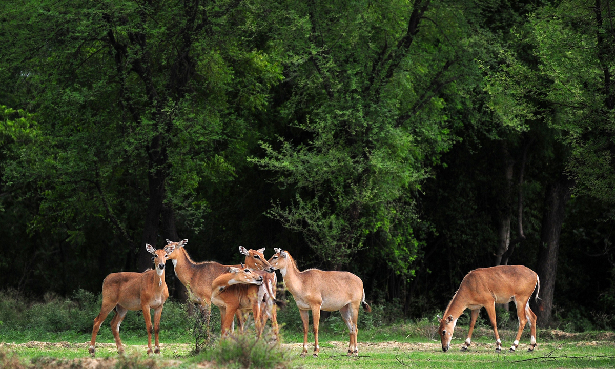Animali, le foto più belle del mese – Luglio