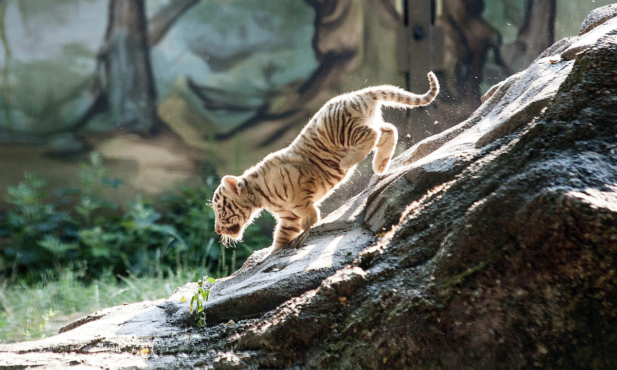 Animali, le foto più belle del mese – Luglio