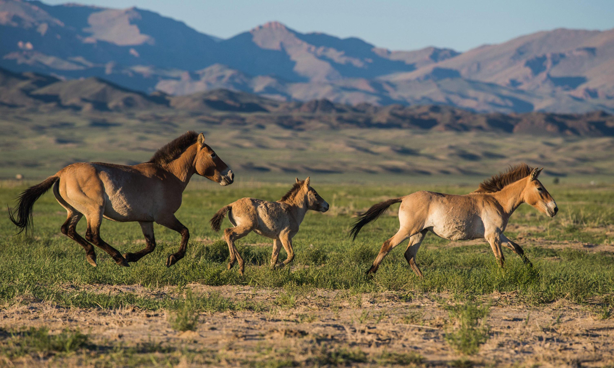 Animali, le foto più belle del mese – Luglio